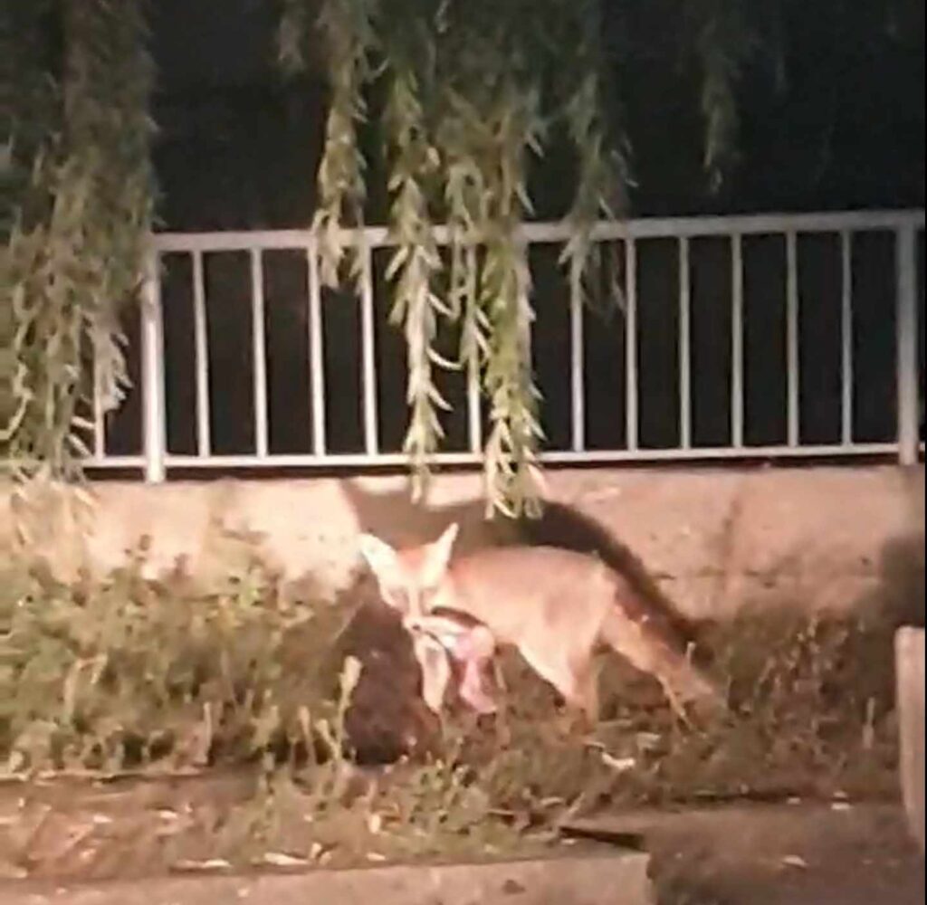 Lisica na autobuskoj stanici u Svrljigu, foto: Svrljiške novine, video 