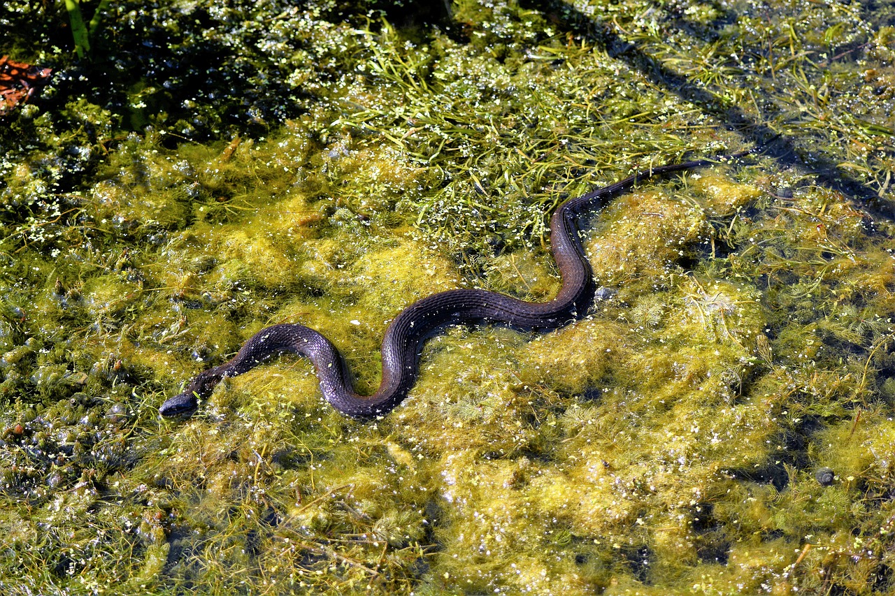 ZMIJE NA ULICAMA NIŠA: GRAĐANI U STRAHU, ZOO PLANET SVAKODNEVNO NA TERENU