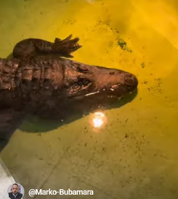Aligator Muja, foto: Marko Bubamara