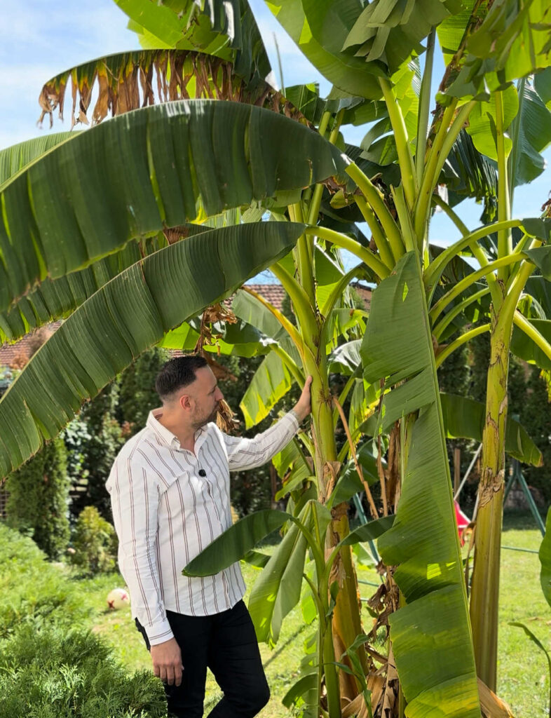 Banana u dvorištu, dobila je i plod, foto: Niške novine