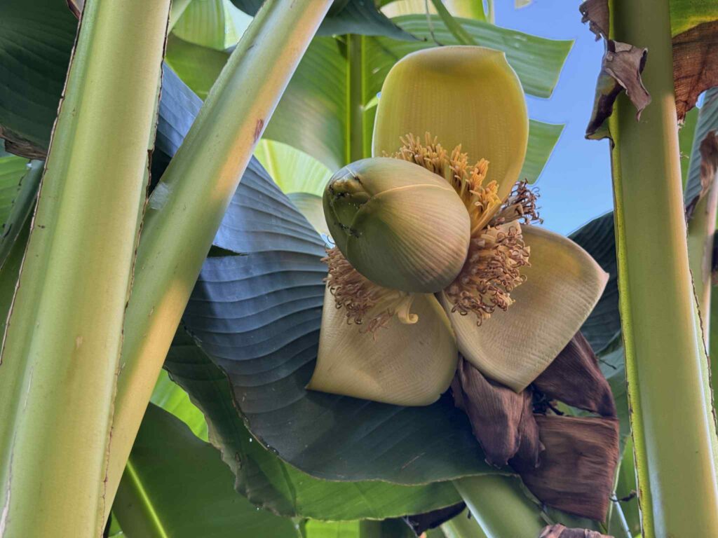 Plod banane, foto: Niške novine